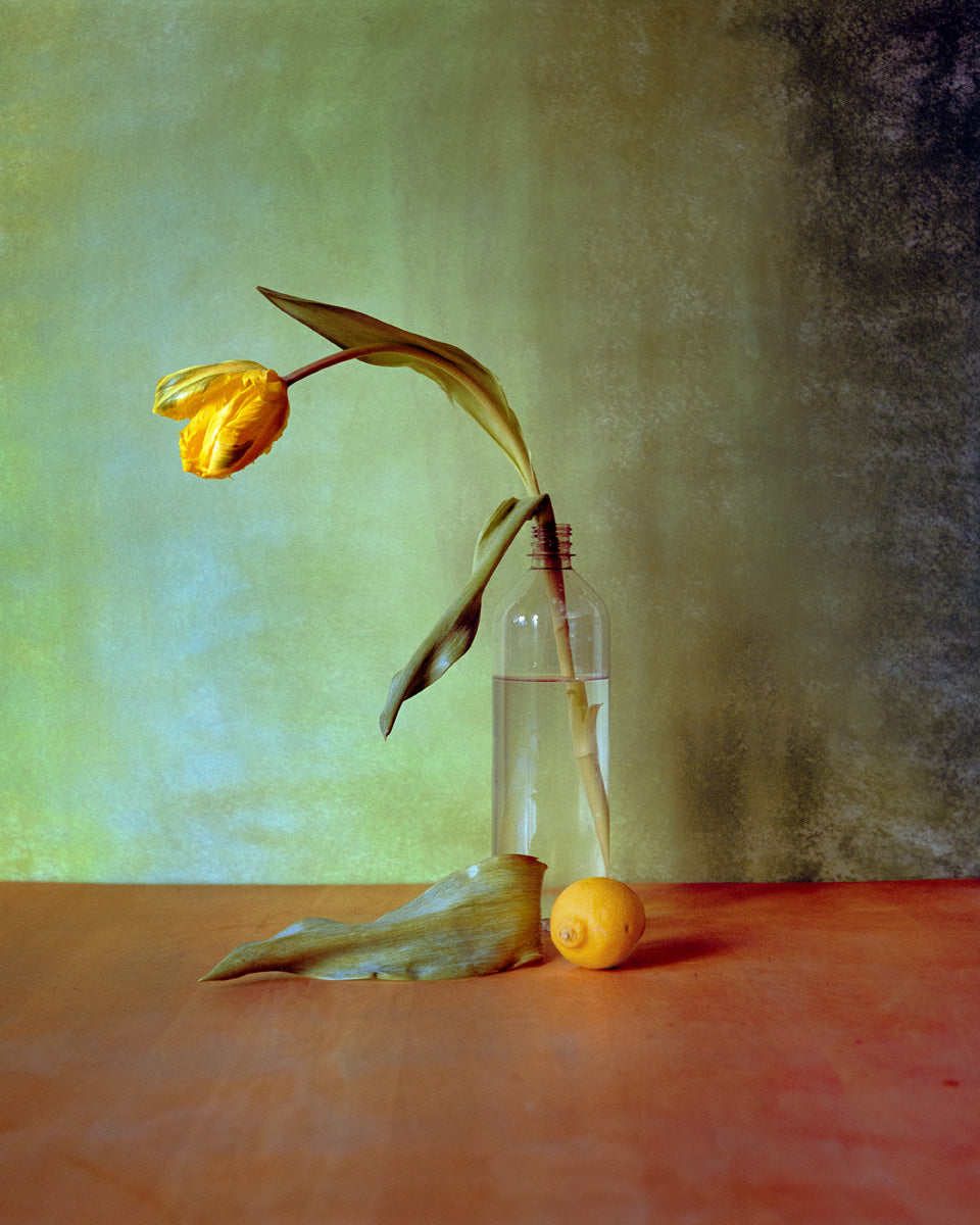 Yellow Tulips - Triptychs