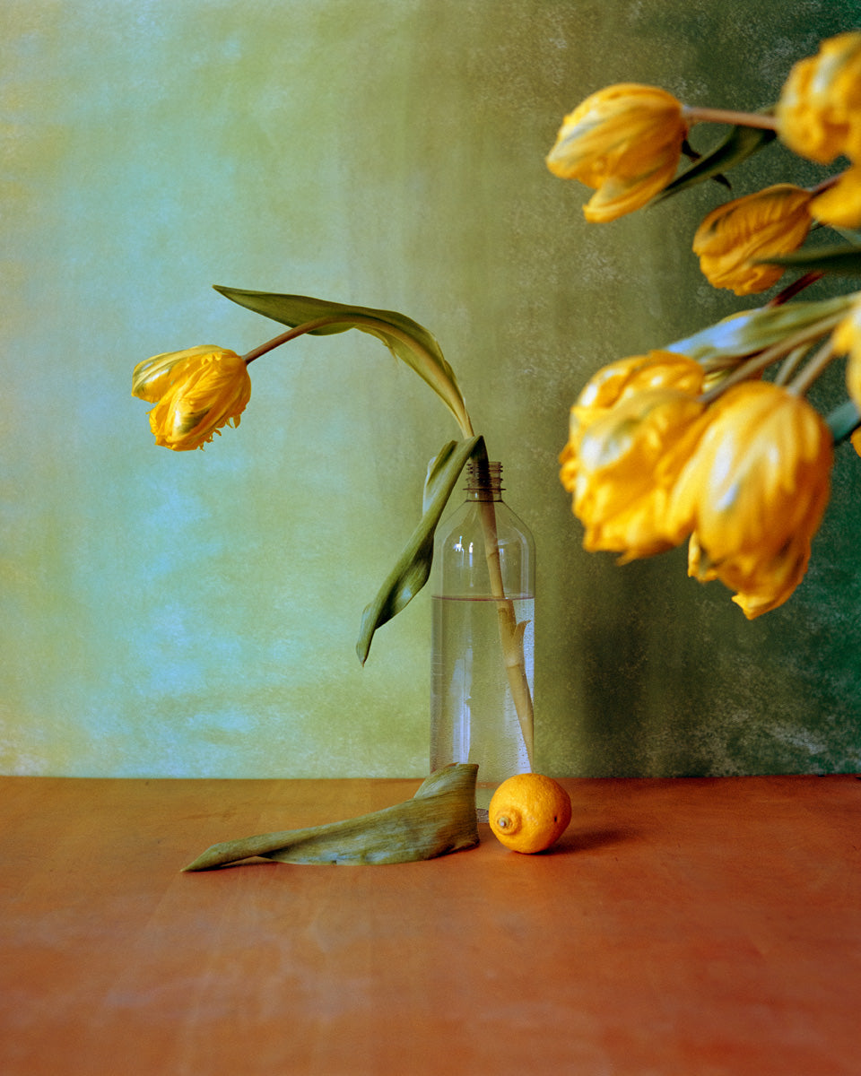 Yellow Tulips - Triptychs