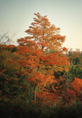 Maple Tree at Sunrise