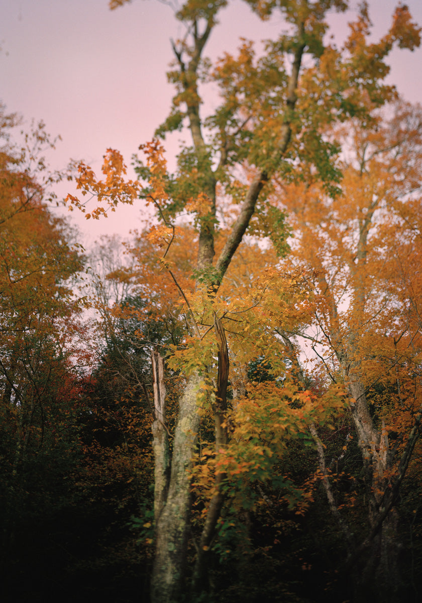 Autumnal Tree in Vermont