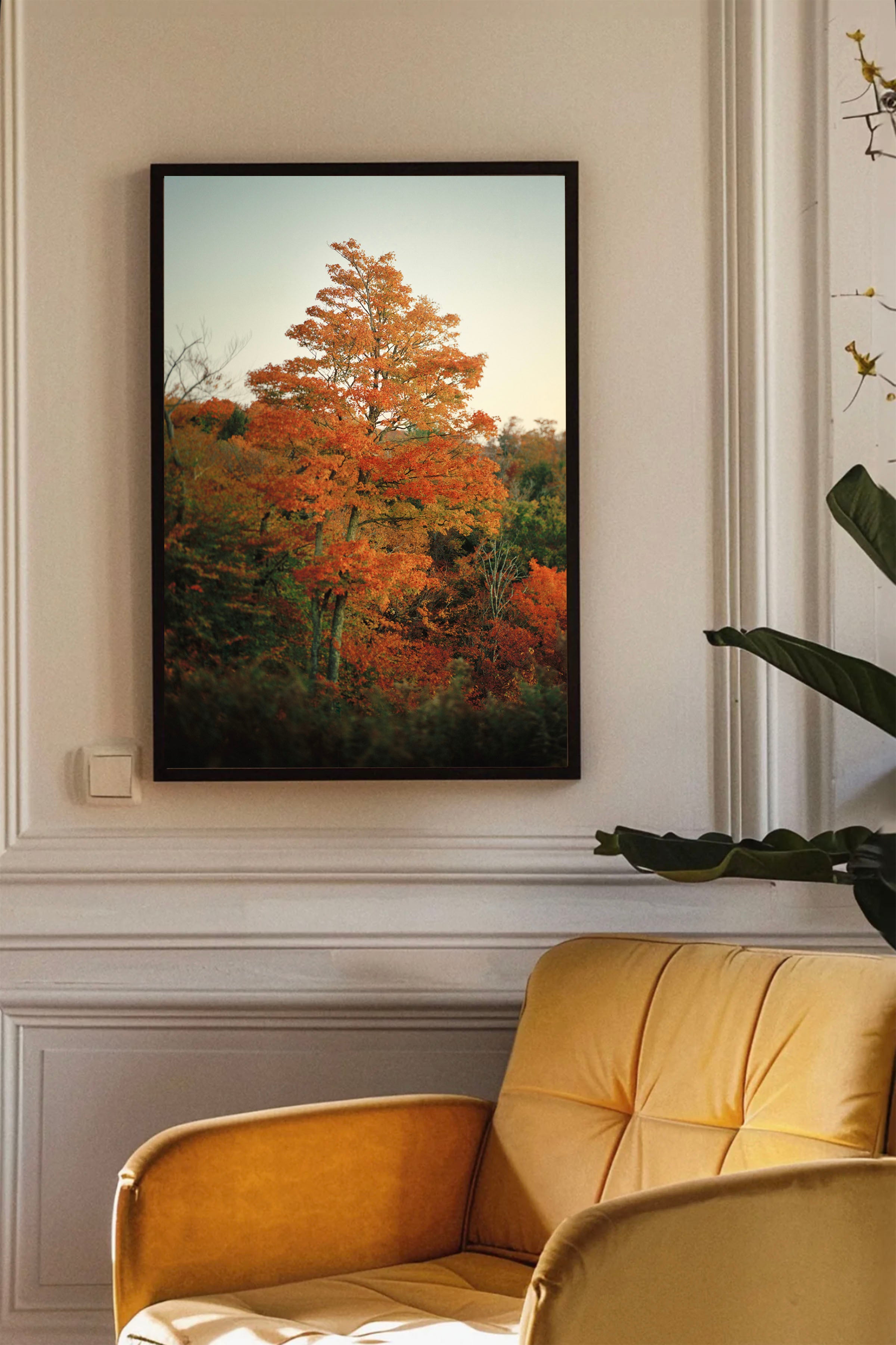 Maple Tree at Sunrise