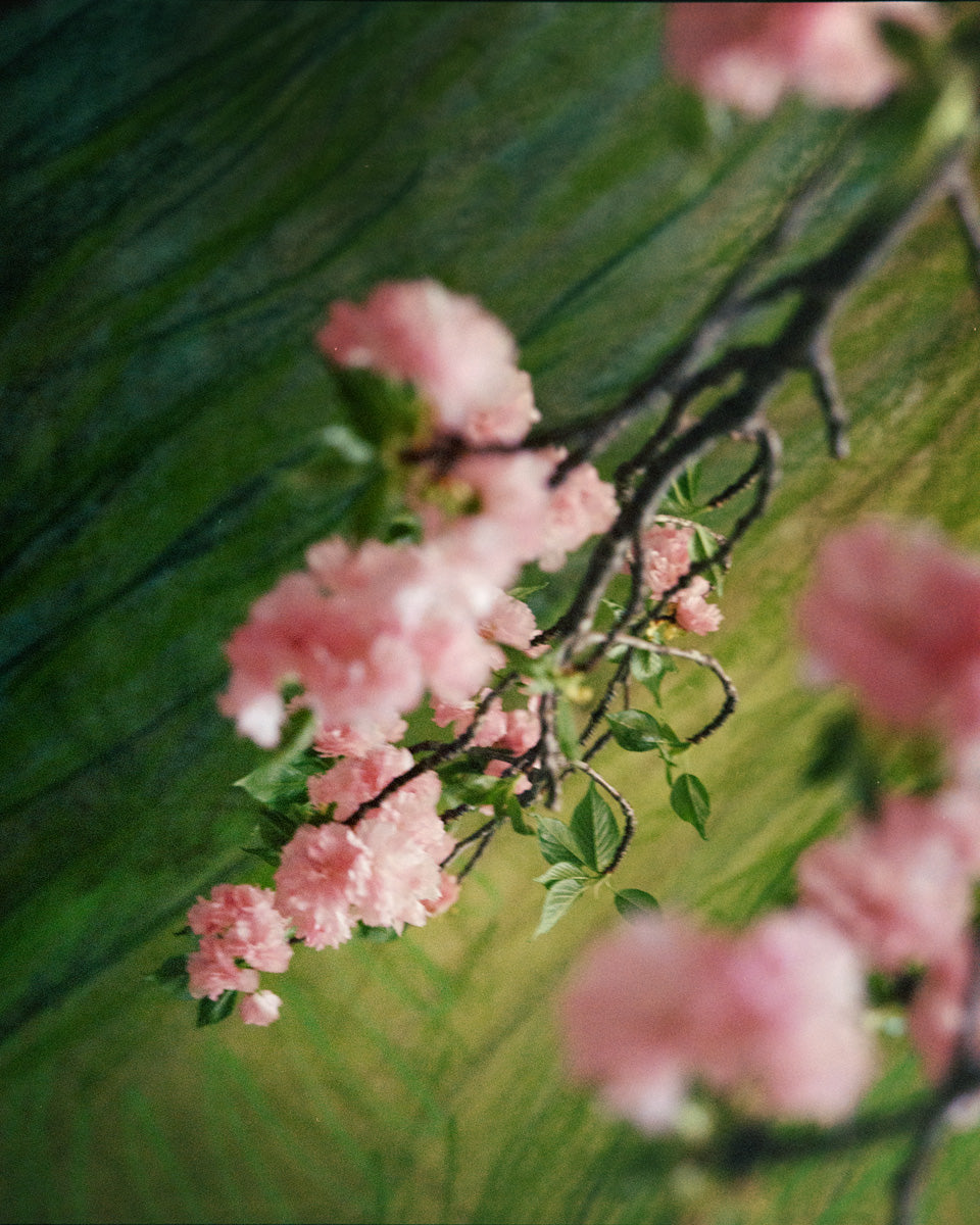 Cherry Blossom Triptych