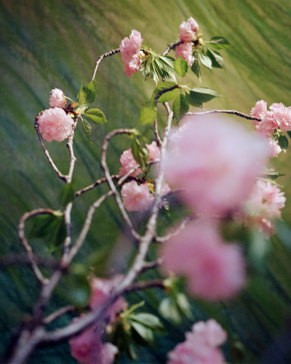 Cherry Blossom Triptych