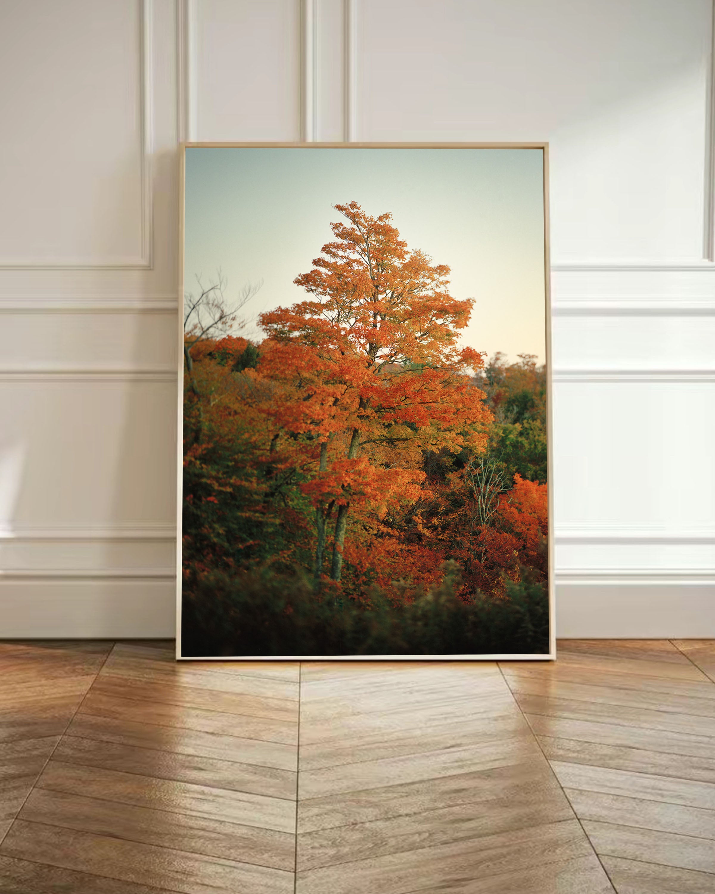 Maple Tree at Sunrise